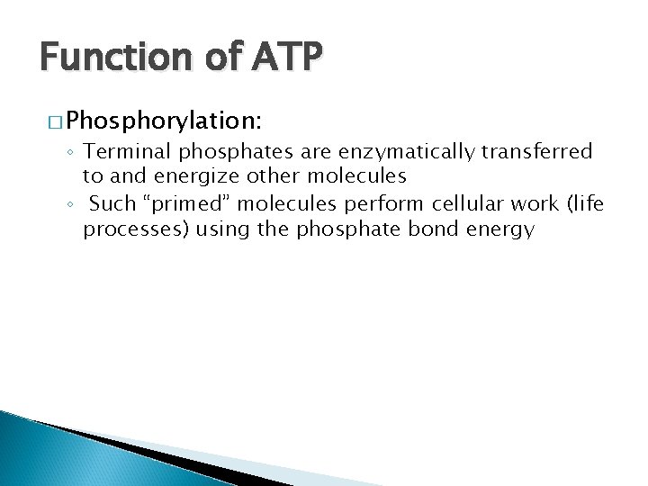 Function of ATP � Phosphorylation: ◦ Terminal phosphates are enzymatically transferred to and energize