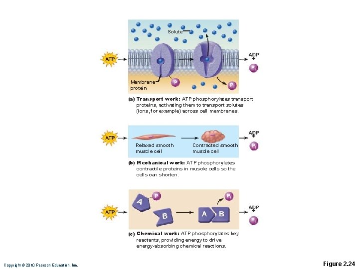Solute + Membrane protein (a) Transport work: ATP phosphorylates transport proteins, activating them to