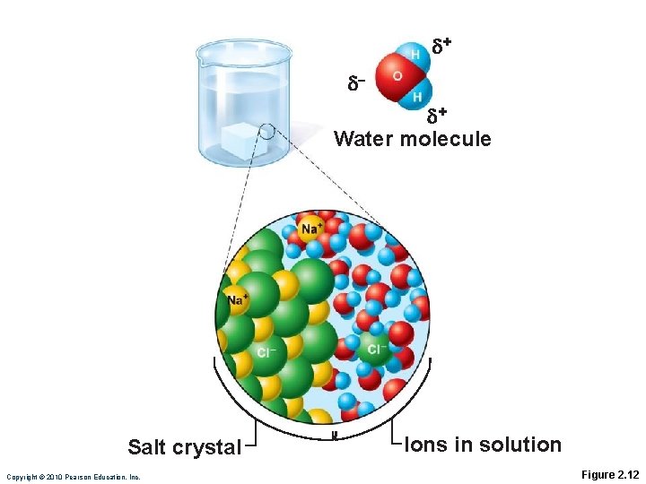  + – + Water molecule Salt crystal Copyright © 2010 Pearson Education, Inc.