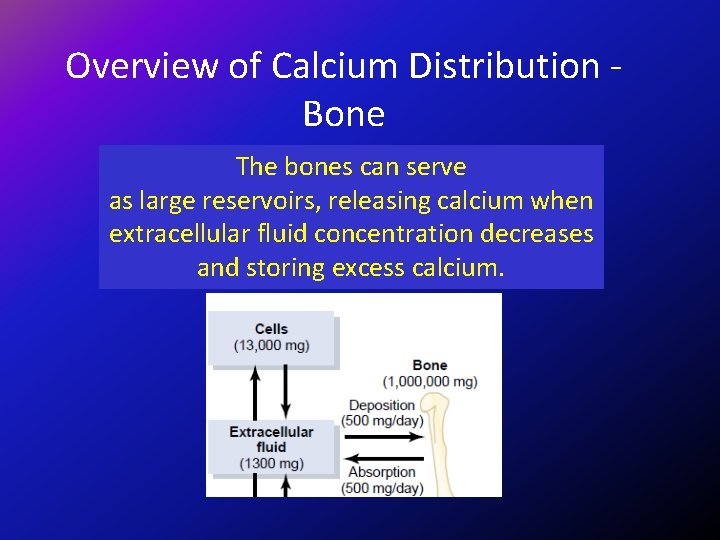 Overview of Calcium Distribution Bone The bones can serve as large reservoirs, releasing calcium