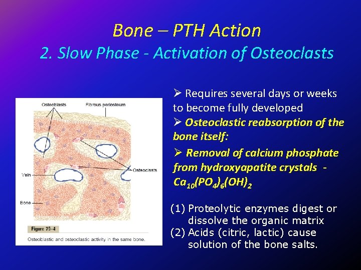 Bone – PTH Action 2. Slow Phase - Activation of Osteoclasts Ø Requires several