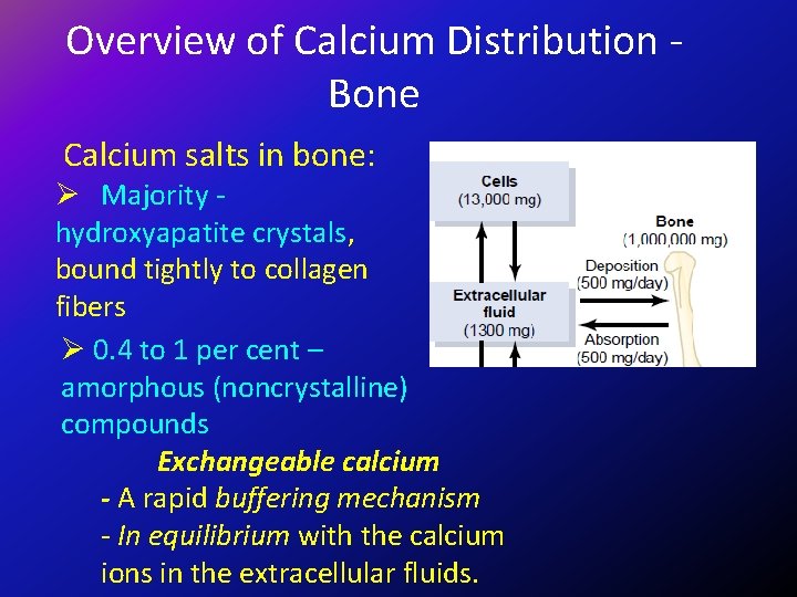 Overview of Calcium Distribution Bone Calcium salts in bone: Ø Majority hydroxyapatite crystals, bound