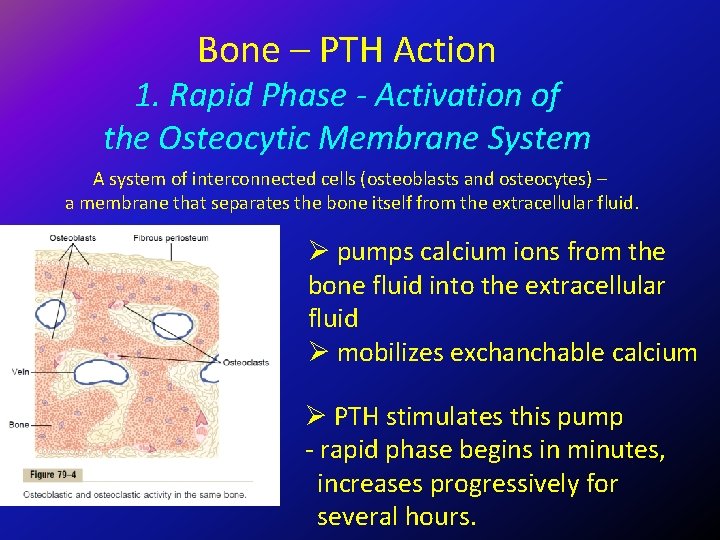 Bone – PTH Action 1. Rapid Phase - Activation of the Osteocytic Membrane System