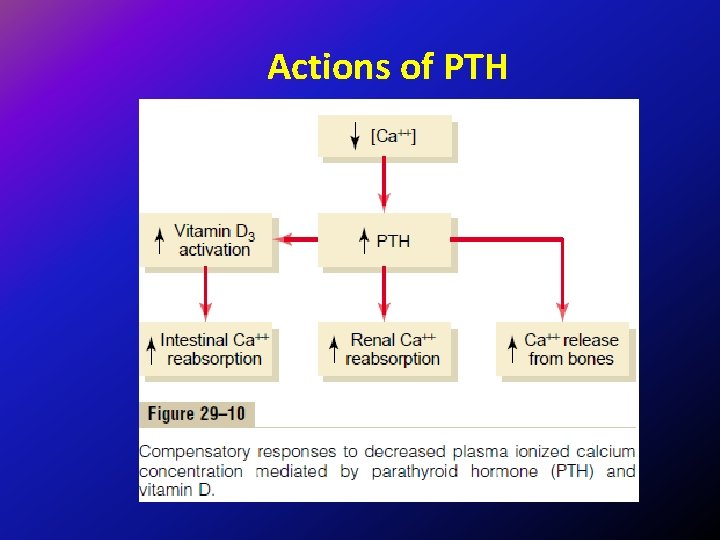 Actions of PTH 