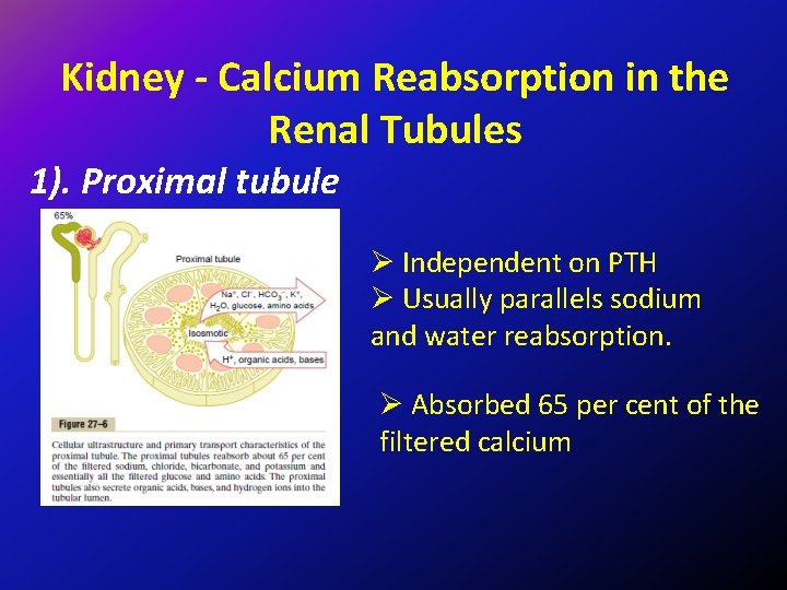 Kidney - Calcium Reabsorption in the Renal Tubules 1). Proximal tubule Ø Independent on