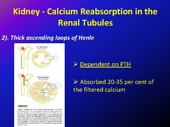 Kidney - Calcium Reabsorption in the Renal Tubules 2). Thick ascending loops of Henle
