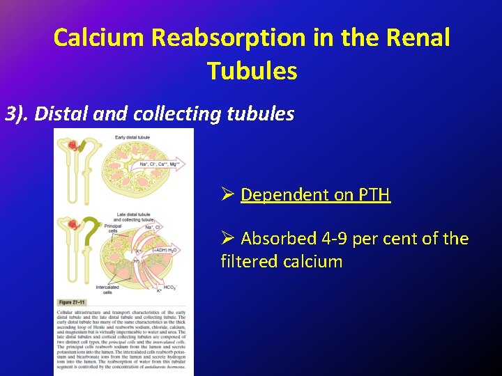 Calcium Reabsorption in the Renal Tubules 3). Distal and collecting tubules Ø Dependent on