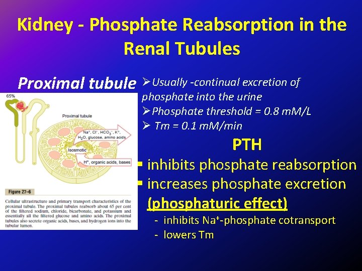 Kidney - Phosphate Reabsorption in the Renal Tubules Proximal tubule ØUsually -continual excretion of