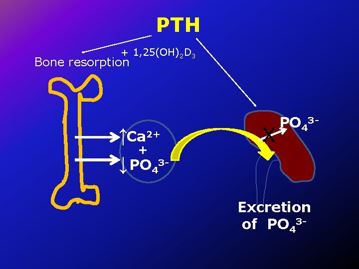 PTH + 1, 25(OH)2 D 3 Bone resorption ↑Ca 2+ + ↓ PO 43