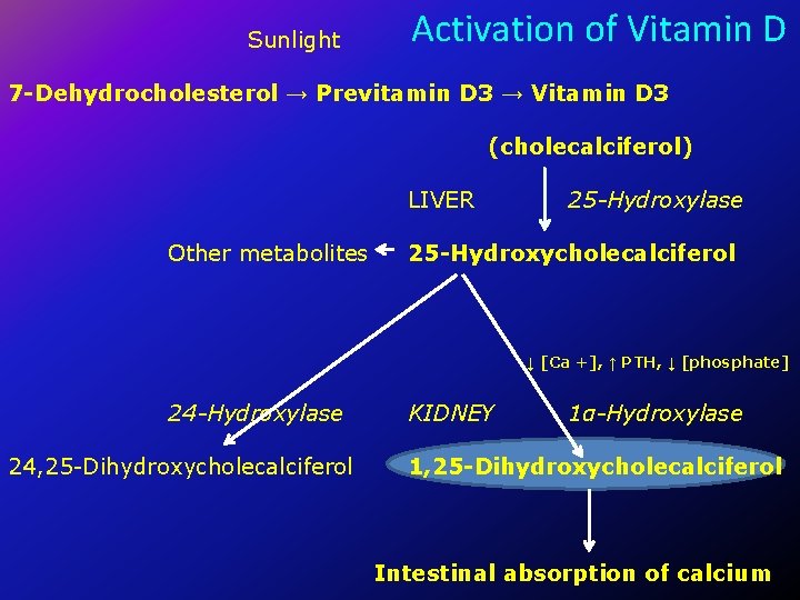 Sunlight Activation of Vitamin D 7 -Dehydrocholesterol → Previtamin D 3 → Vitamin D