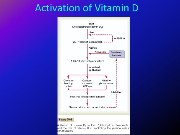Activation of Vitamin D 