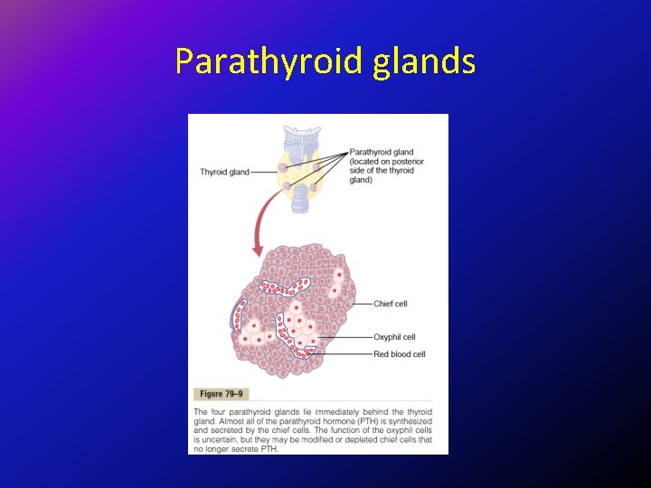 Parathyroid glands 