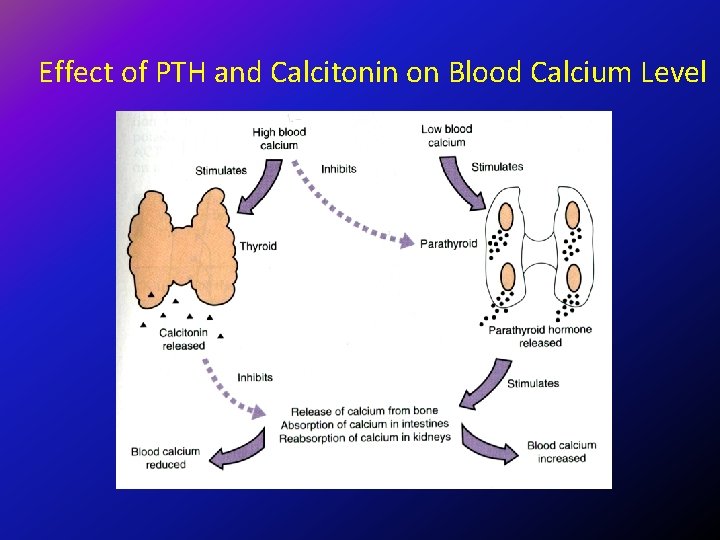 Effect of PTH and Calcitonin on Blood Calcium Level 