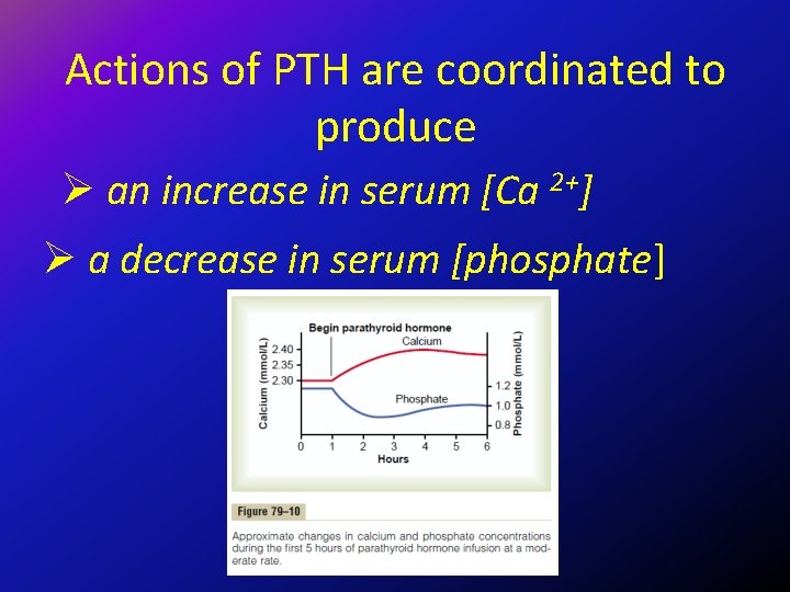 Actions of PTH are coordinated to produce Ø an increase in serum [Ca 2+]