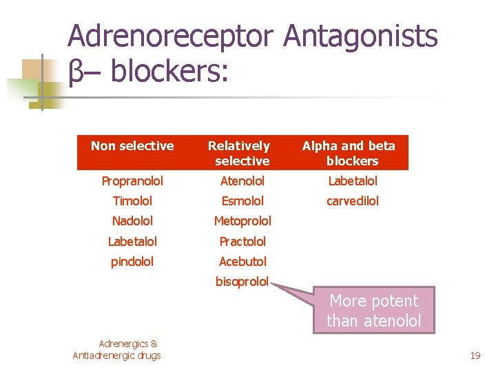 Adrenoreceptor Antagonists β– blockers: Non selective Relatively selective Alpha and beta blockers Propranolol Atenolol Adrenoreceptor Antagonists β– blockers: Non selective Relatively selective Alpha and beta blockers Propranolol Atenolol