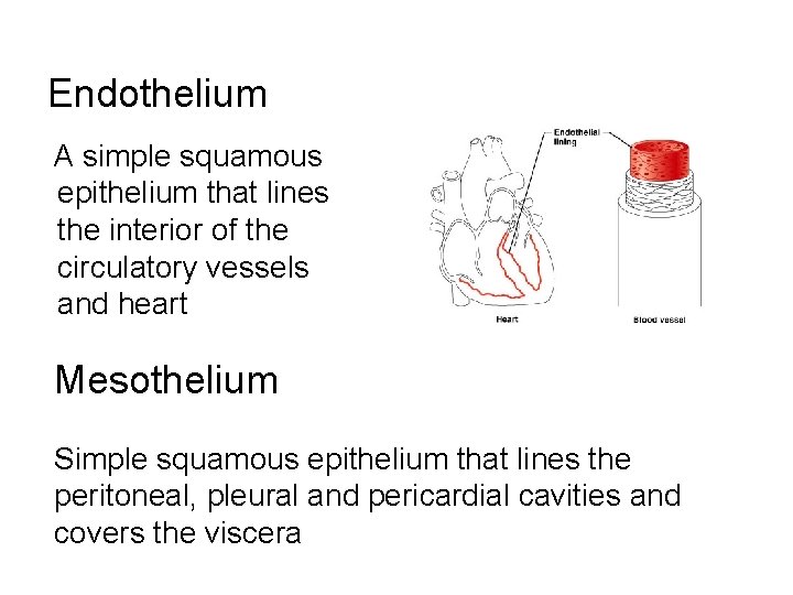 Endothelium A simple squamous epithelium that lines the interior of the circulatory vessels and