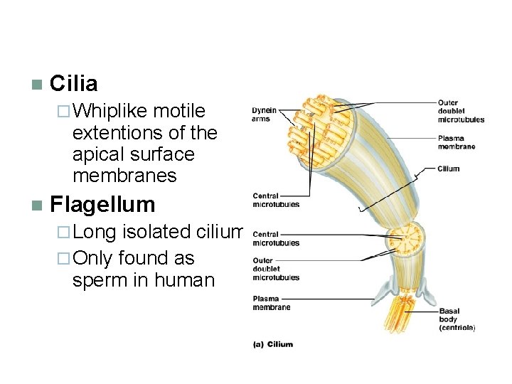 n Cilia ¨ Whiplike motile extentions of the apical surface membranes n Flagellum ¨