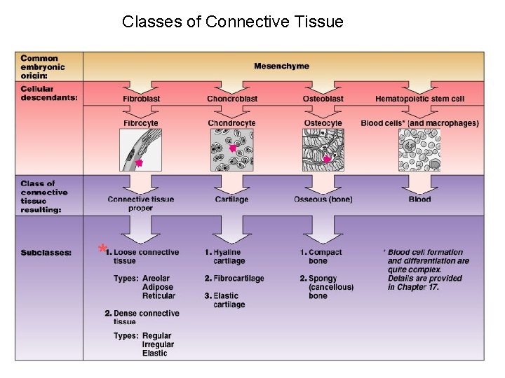 Classes of Connective Tissue * 