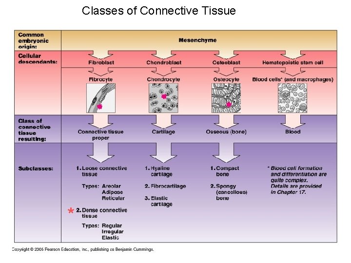 Classes of Connective Tissue * 