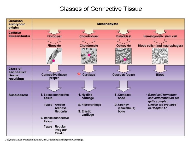 Classes of Connective Tissue * 