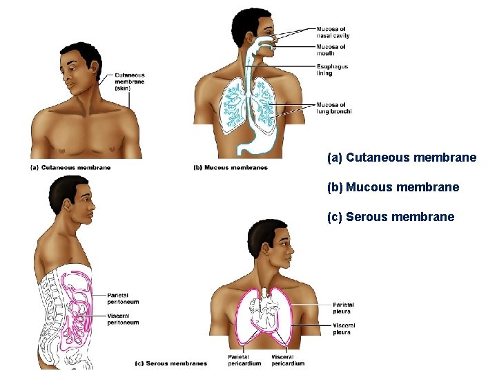 (a) Cutaneous membrane (b) Mucous membrane (c) Serous membrane 