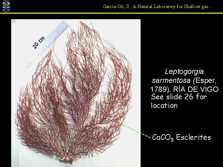 20 cm García-Gil, S. , A Natural Laboratory for Shallow gas. . . Leptogorgia