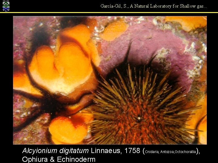 García-Gil, S. , A Natural Laboratory for Shallow gas. . . Alcyionium digitatum Linnaeus,