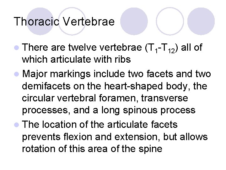 Thoracic Vertebrae l There are twelve vertebrae (T 1 -T 12) all of which