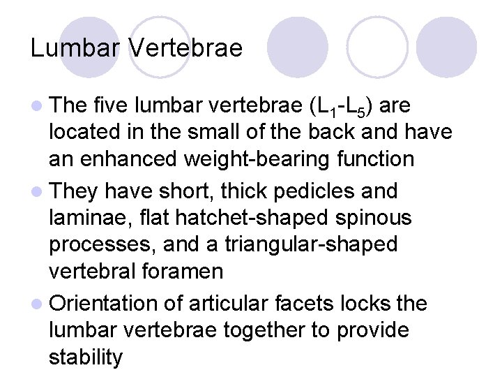 Lumbar Vertebrae l The five lumbar vertebrae (L 1 -L 5) are located in