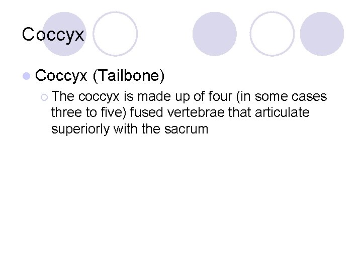 Coccyx l Coccyx ¡ The (Tailbone) coccyx is made up of four (in some