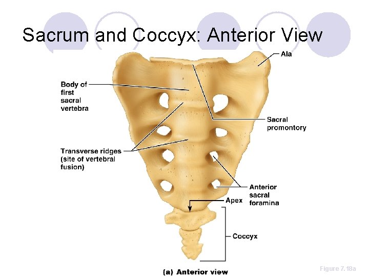 Sacrum and Coccyx: Anterior View Figure 7. 18 a 