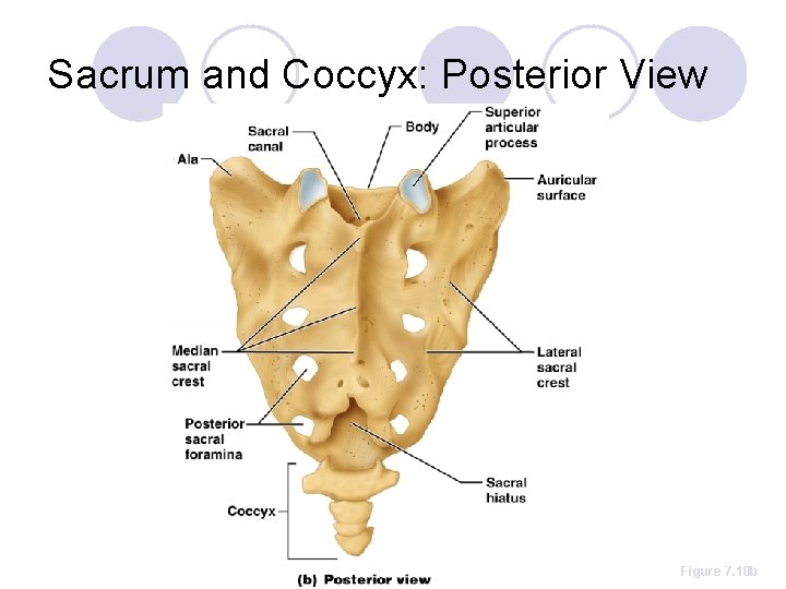 Sacrum and Coccyx: Posterior View Figure 7. 18 b 