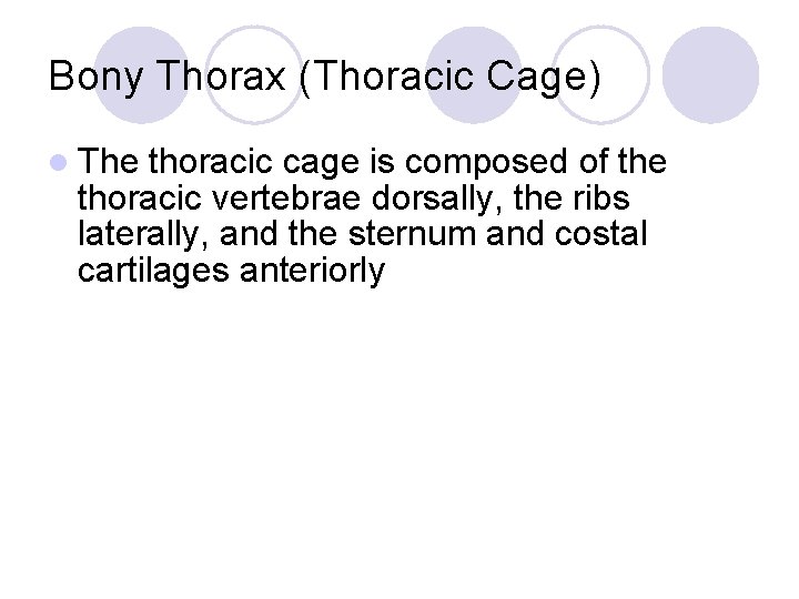 Bony Thorax (Thoracic Cage) l The thoracic cage is composed of the thoracic vertebrae