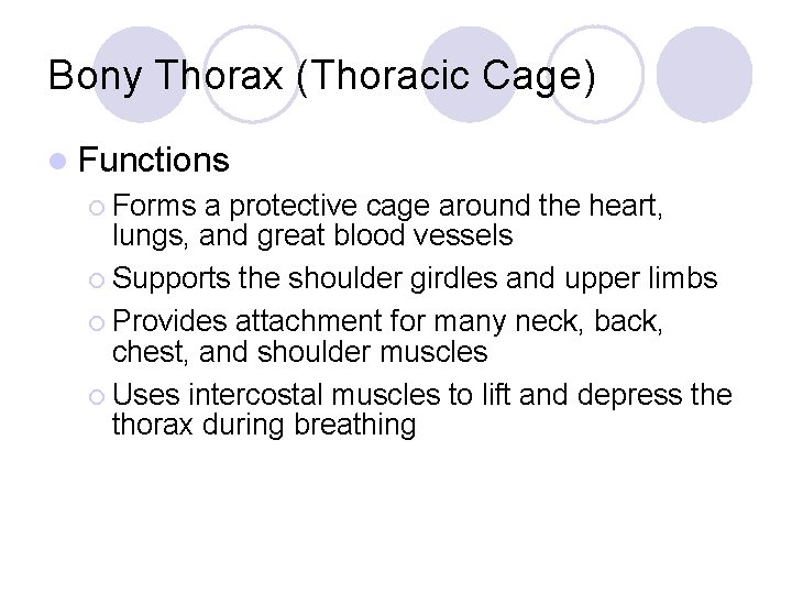 Bony Thorax (Thoracic Cage) l Functions ¡ Forms a protective cage around the heart,