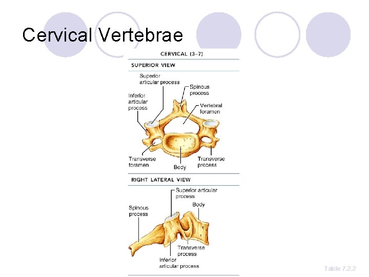 Cervical Vertebrae Table 7. 2. 2 