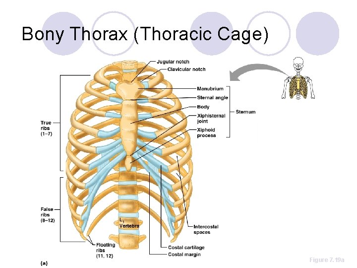 Bony Thorax (Thoracic Cage) Figure 7. 19 a 