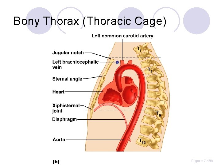 Bony Thorax (Thoracic Cage) Figure 7. 19 b 