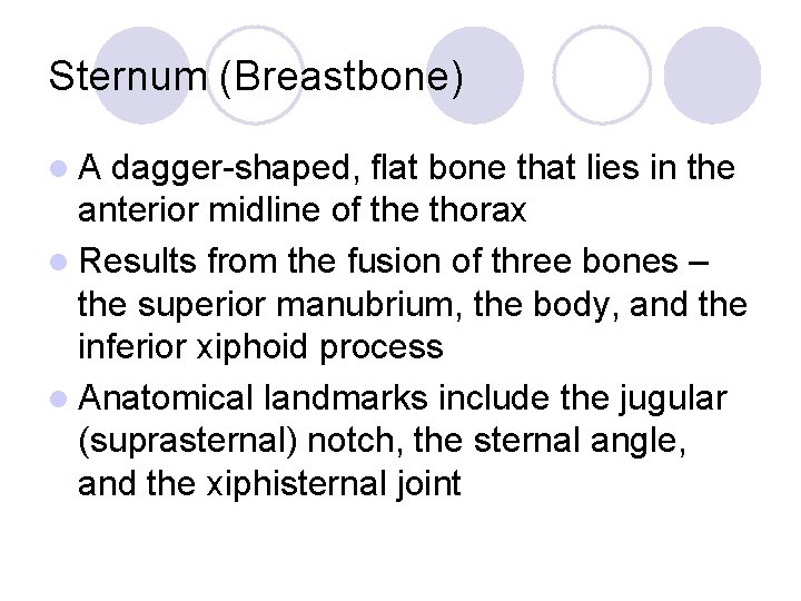 Sternum (Breastbone) l. A dagger-shaped, flat bone that lies in the anterior midline of