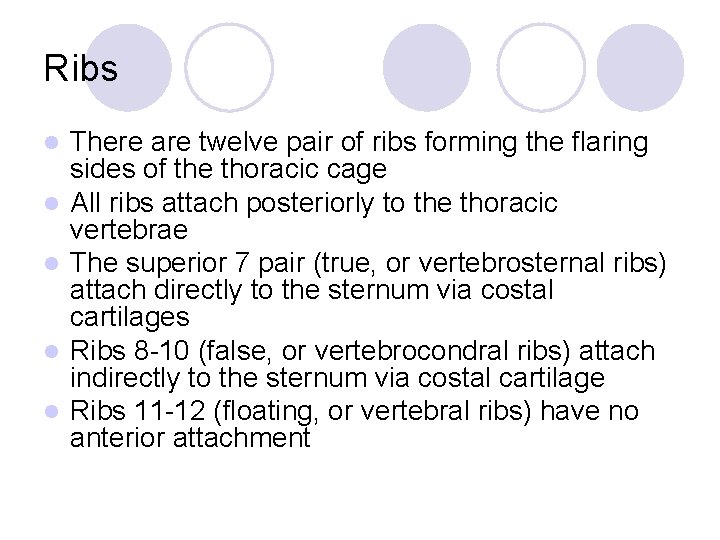 Ribs l l l There are twelve pair of ribs forming the flaring sides