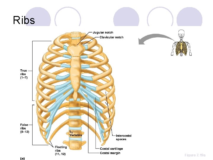 Ribs Figure 7. 19 a 