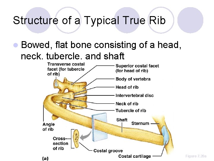 Structure of a Typical True Rib l Bowed, flat bone consisting of a head,