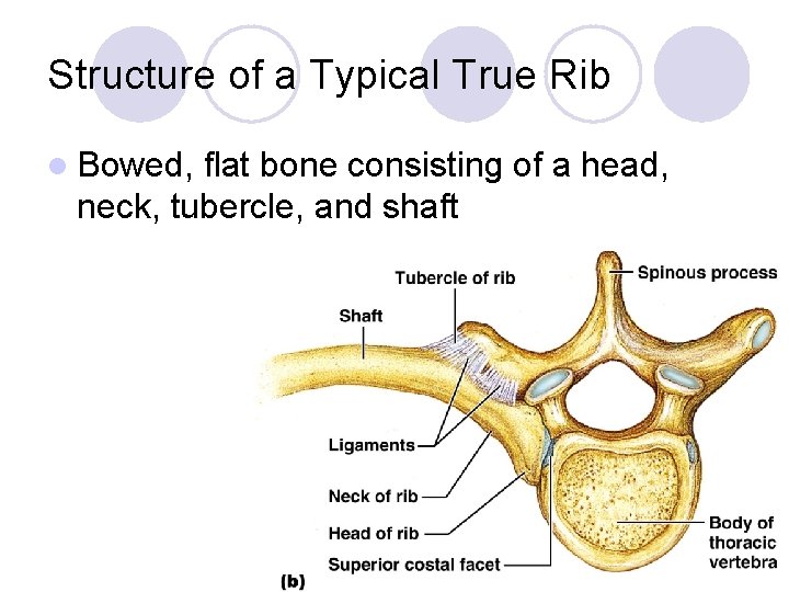 Structure of a Typical True Rib l Bowed, flat bone consisting of a head,