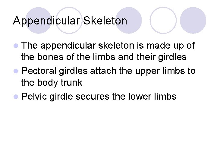 Appendicular Skeleton l The appendicular skeleton is made up of the bones of the