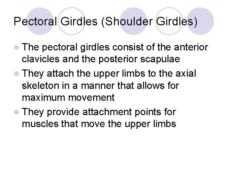 Pectoral Girdles (Shoulder Girdles) l The pectoral girdles consist of the anterior clavicles and