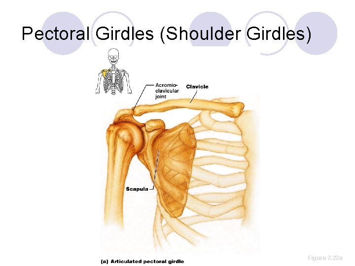 Pectoral Girdles (Shoulder Girdles) Figure 7. 22 a 