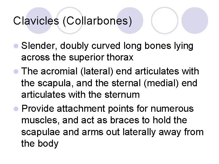 Clavicles (Collarbones) l Slender, doubly curved long bones lying across the superior thorax l