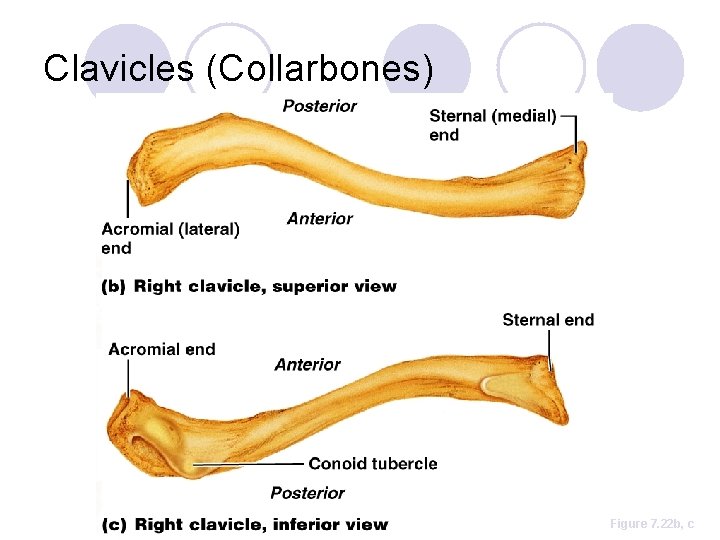 Clavicles (Collarbones) Figure 7. 22 b, c 