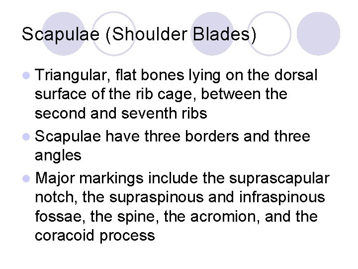 Scapulae (Shoulder Blades) l Triangular, flat bones lying on the dorsal surface of the