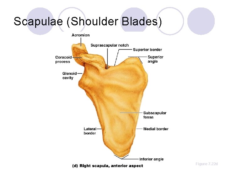 Scapulae (Shoulder Blades) Figure 7. 22 d 