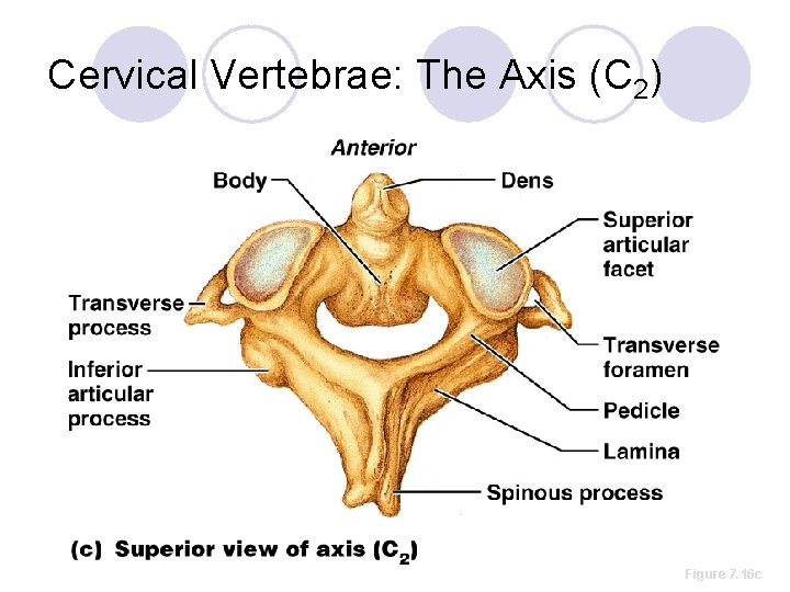 Cervical Vertebrae: The Axis (C 2) Figure 7. 16 c 